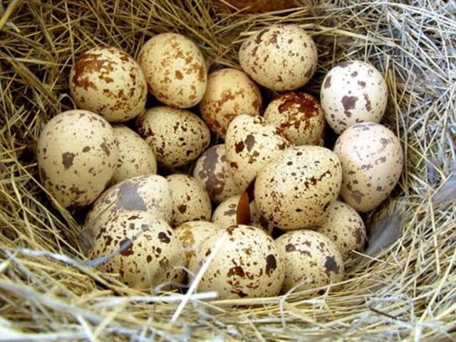 How Much Saturated Fat in Eggs Quail?